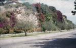 <span class="caption-caption">The Strand, Townsville</span>, 1959. <br />Slide, collection of <span class="caption-contributor">Lionel Bevis</span>.
