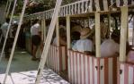 <span class="caption-caption">Tourist train, Hayman Island</span>, 1966. <br />Slide, collection of <span class="caption-contributor">Lynne Clancy</span>.