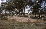 <span class="caption-caption">Galahs on a vacant block, Charleville</span>, 1964. <br />Slide, collection of <span class="caption-contributor">Lynne Cain</span>.