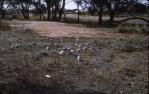 <span class="caption-caption">Galahs on a vacant block, Charleville</span>, 1964. <br />Slide, collection of <span class="caption-contributor">Lynne Cain</span>.