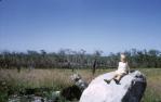 <span class="caption-caption">Improved pasture, Tewantin</span>, 1968. <br />Slide, collection of <span class="caption-contributor">Lynne Cain</span>.
