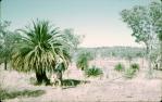 <span class="caption-caption">Macrozamia tree, near Springsure</span>, 1970. <br />Slide, collection of <span class="caption-contributor">Lynne Cain</span>.