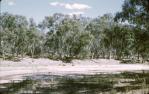 <span class="caption-caption">Black pigs on the Nogoa River, Emerald Shire</span>, 1970. <br />Slide, collection of <span class="caption-contributor">Lynne Cain</span>.