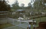 <span class="caption-caption">Belmont field day</span>, 1975. <br />Slide, collection of <span class="caption-contributor">Lynne Cain</span>.