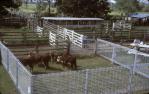 <span class="caption-caption">Belmont field day</span>, 1975. <br />Slide, collection of <span class="caption-contributor">Lynne Cain</span>.