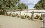 <span class="caption-caption">Shearing time, Charleville</span>, 1975. <br />Slide, collection of <span class="caption-contributor">Lynne Cain</span>.