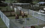 <span class="caption-caption">Belmont field day</span>, 1975. <br />Slide, collection of <span class="caption-contributor">Lynne Cain</span>.