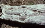 <span class="caption-caption">Fallen tree with surveyor's mark, Haddon Corner, Barcoo Shire</span>, 1985. <br />Slide, collection of <span class="caption-contributor">Marie Hayes</span>.