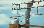 <span class="caption-caption">Standing on a cherry picker, PMG worker cuts redundant telephone wires, Chinchilla Shire</span>, 1979. <br />Slide, collection of <span class="caption-contributor">Neville Sim</span>.