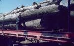 <span class="caption-caption">Dismantled telephone-wire poles were collected and burned, Chinchilla Shire</span>, 1979. <br />Slide, collection of <span class="caption-contributor">Neville Sim</span>.