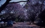 <span class="caption-caption">Jacaranda trees in flower, New Farm Park, New Farm</span>, 1958. <br />Slide, collection of <span class="caption-contributor">Patrick Conaghan</span>.