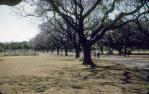<span class="caption-caption">Jacaranda trees in flower, New Farm Park, New Farm</span>, 1958. <br />Slide, collection of <span class="caption-contributor">Patrick Conaghan</span>.