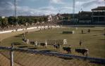 <span class="caption-caption">Cattle parade, Royal Brisbane Exhibition, Brisbane Exhibition Grounds, Bowen Hills</span>, 1959. <br />Slide, collection of <span class="caption-contributor">Patrick Conaghan</span>.