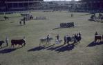 <span class="caption-caption">Cattle parade, Royal Brisbane Exhibition, Brisbane Exhibition Grounds, Bowen Hills</span>, 1959. <br />Slide, collection of <span class="caption-contributor">Patrick Conaghan</span>.