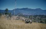 <span class="caption-caption">University of Queensland Bushwalking Club (UQBWC) Lizard Ridge, below Lizard Point, Scenic Rim</span>, 1958. <br />Slide, collection of <span class="caption-contributor">Patrick Conaghan</span>.