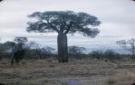 <span class="caption-caption">Roma district,  Bottle tree on “Dargal” property</span>, 1959. <br />Slide, collection of <span class="caption-contributor">Patrick Conaghan</span>.