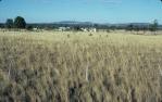 <span class="caption-caption">Roma district, farmland</span>, 1986. <br />Slide, collection of <span class="caption-contributor">Patrick Conaghan</span>.