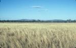 <span class="caption-caption">Roma district, farmland</span>, 1986. <br />Slide, collection of <span class="caption-contributor">Patrick Conaghan</span>.