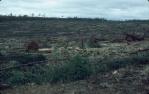 <span class="caption-caption">Injune district near “Fairview” property, clear-felled mixed brigalow/cypress-pine woodland  using a ball-and-chain dragline</span>, 1986. <br />Slide, collection of <span class="caption-contributor">Patrick Conaghan</span>.