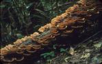 <span class="caption-caption">Fungus on fallen tree trunk, Springbrook National Park</span>, 1948. <br />Slide, collection of <span class="caption-contributor">Robert Ball</span>.