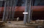 <span class="caption-caption">Chains and scaffolding at launch of Kangaroo, Kangaroo Point</span>, 1962. <br />Slide, collection of <span class="caption-contributor">Richard Hopkins</span>.