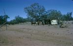 <span class="caption-caption">Drover's caravan with 5000 sheep on the Bollon road, near Mungala Creek, 20 miles west of Ballon, Cunnamulla area</span>, 1962. <br />Slide, collection of <span class="caption-contributor">Richard Hopkins</span>.