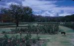 <span class="caption-caption">New Farm Park</span>, 1962. <br />Slide, collection of <span class="caption-contributor">Richard Hopkins</span>.