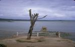 <span class="caption-caption">Monument with the tree marked 'C', Cooktown</span>, 1972. <br />Slide, collection of <span class="caption-contributor">Ruth Read</span>.