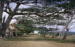<span class="caption-caption">Old avenue of trees, Cooktown</span>, 1972. <br />Slide, collection of <span class="caption-contributor">Ruth Read</span>.