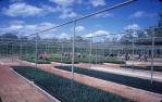 <span class="caption-caption">A plant nursery for reafforrestation, Weipa</span>, 1972. <br />Slide, collection of <span class="caption-contributor">Ruth Read</span>.