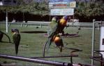 <span class="caption-caption">Rainbow lorikeets, Currumbin</span>, 1966. <br />Slide, collection of <span class="caption-contributor">Ruth Read</span>.