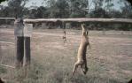 <span class="caption-caption">Dingo fence on Dalby Road</span>, 1966. <br />Slide, collection of <span class="caption-contributor">Ruth Read</span>.
