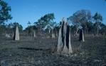 <span class="caption-caption">"Magnetic" termite mounds, Lakefield National Park, Cook Shire</span>, 1982. <br />Slide, collection of <span class="caption-contributor">Ruth Read</span>.