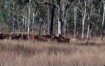 <span class="caption-caption">Cattle droving between Laura and 'The Twelve Mile' waterhole, Cook Shire</span>, 1982. <br />Slide, collection of <span class="caption-contributor">Ruth Read</span>.