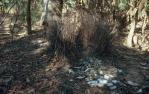 <span class="caption-caption">Bower bird bower, near Lake Kennedy, Cook Shire</span>, 1982. <br />Slide, collection of <span class="caption-contributor">Ruth Read</span>.