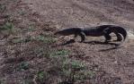 <span class="caption-caption">Lace monitor, Lakefield National Park, Cook Shire</span>, 1982. <br />Slide, collection of <span class="caption-contributor">Ruth Read</span>.