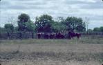 <span class="caption-caption">Cattle at Lakefield homestead, Lakefield National Park, Cook Shire</span>, 1982. <br />Slide, collection of <span class="caption-contributor">Ruth Read</span>.