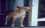 <span class="caption-caption">Pet dingo at Lakefield homestead, Lakefield National Park, Cook Shire</span>, 1982. <br />Slide, collection of <span class="caption-contributor">Ruth Read</span>.