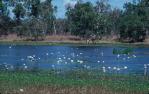 <span class="caption-caption">White Lily Lagoon, Lakefield National Park, Cook Shire</span>, 1982. <br />Slide, collection of <span class="caption-contributor">Ruth Read</span>.