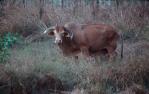 <span class="caption-caption">Brahman cattle, introduced in 1933 to northern Australia, Lakefield National Park, Cook Shire</span>, 1982. <br />Slide, collection of <span class="caption-contributor">Ruth Read</span>.