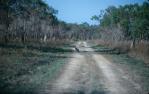 <span class="caption-caption">Roo on the road, Lakefield National Park, Cook Shire</span>, 1982. <br />Slide, collection of <span class="caption-contributor">Ruth Read</span>.