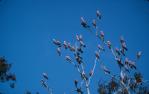 <span class="caption-caption">Galahs, Lakefield National Park, Cook Shire</span>, 1982. <br />Slide, collection of <span class="caption-contributor">Ruth Read</span>.