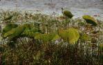 <span class="caption-caption">Lotus leaves, Blue Lagoon, Lakefield National Park, Cook Shire</span>, 1982. <br />Slide, collection of <span class="caption-contributor">Ruth Read</span>.
