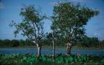 <span class="caption-caption">Lotus flowers, Blue Lagoon, near the old homestead of Bizant, Lakefield National Park, Cook Shire</span>, 1982. <br />Slide, collection of <span class="caption-contributor">Ruth Read</span>.