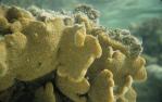 <span class="caption-caption">Sponge, Lady Elliot Island</span>, 1987. <br />Slide, collection of <span class="caption-contributor">Ruth Read</span>.