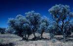 <span class="caption-caption">Blue-ish trees, typical of the region, Diamantina Shire</span>, 1995. <br />Slide, collection of <span class="caption-contributor">Ruth Read</span>.