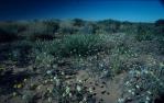 <span class="caption-caption">Dune flowers, Diamantina Shire</span>, 1995. <br />Slide, collection of <span class="caption-contributor">Ruth Read</span>.