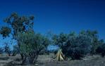 <span class="caption-caption">Naturalists' camp, Diamantina Shire</span>, 1995. <br />Slide, collection of <span class="caption-contributor">Ruth Read</span>.