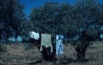 <span class="caption-caption">Bush living, Diamantina Shire</span>, 1995. <br />Slide, collection of <span class="caption-contributor">Ruth Read</span>.