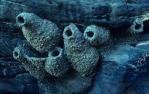 <span class="caption-caption">Fairy martins' nests on rock, Diamantina Shire</span>, 1995. <br />Slide, collection of <span class="caption-contributor">Ruth Read</span>.